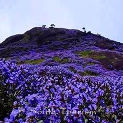 Kurinji Flower Treasure Of Tamilnadu South Tourism