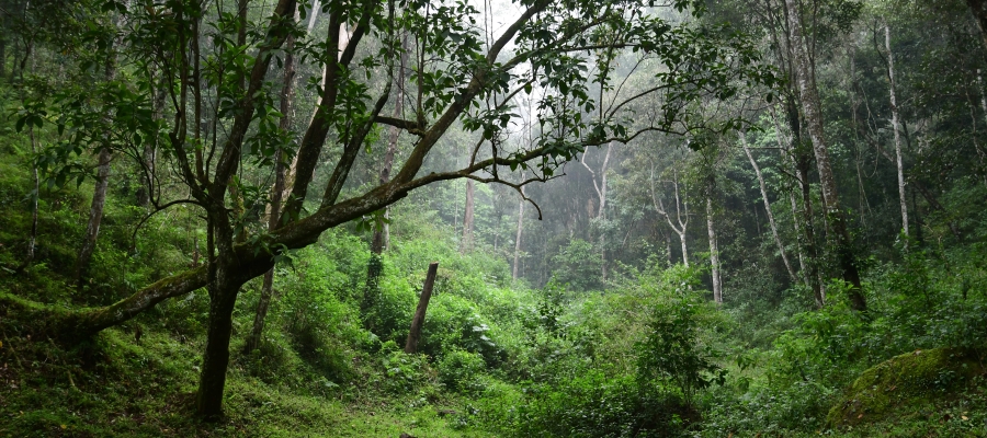 Monsoon as Usual in Karnataka and Kerala