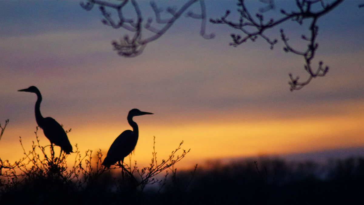 A silhouette image of migrant birds sitting